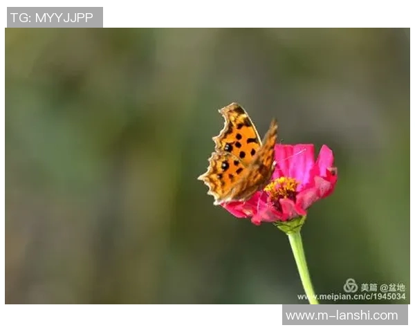 实时新闻王丽的排球人生从青涩少女到赛场女王的深度对话与成长故事
